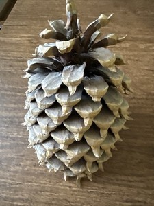 Large Pine Cone 9 Inches 2 Pounds Crafts Decorations
