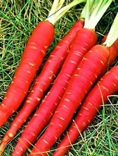 Atomic RED Carrot Seeds  300+ Seeds  NON-GMO  BUY 4 ITEMS FREE SHIPPING!!!!!!