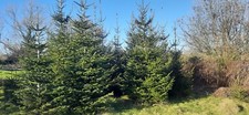Real Norway Spruce Christmas Tree 10ft+  - 5 trees available