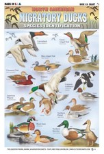 Duck Identification 1 - Waterproof Quick Reference Guide