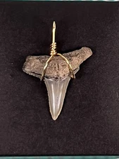 SHARK TOOTH PENDANT ..1 inch fossilized Lemon Shark