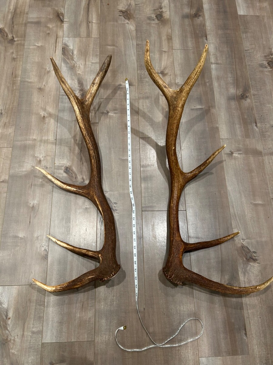 Large Matching Canadian Elk Antler Set 5x5 Brown Excellent