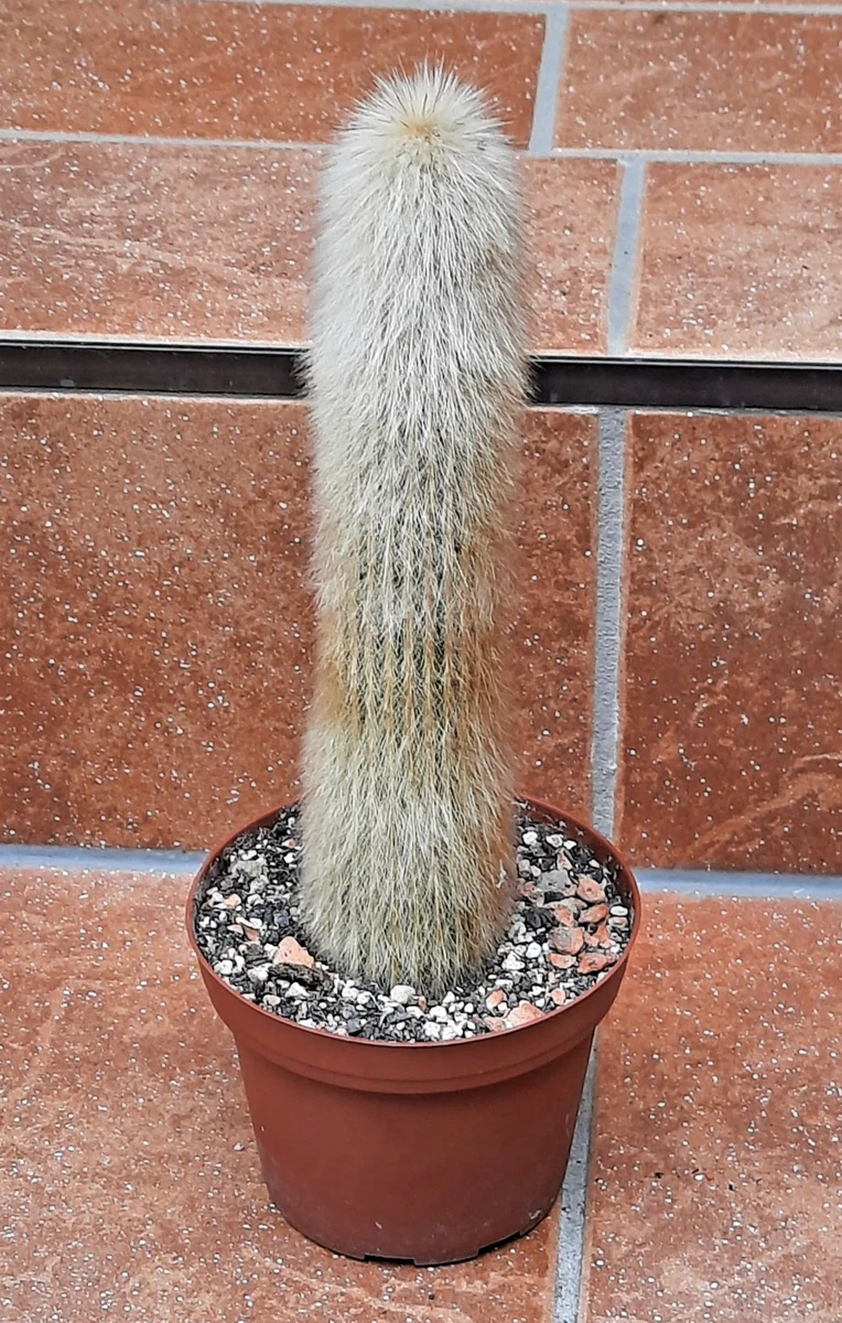 Sulenkaktus online kaufen | eBay.de