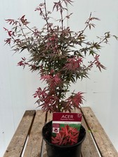1 x Acer Palmatum Atropurpureum Japanese Maple 7ocm. inc.pot