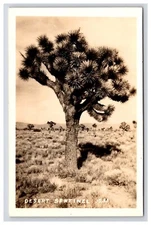 Postcard: RPPC Desert Sentinel - Unposted