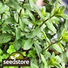 Peppermint Seeds | Heirloom / Non-GMO | Free Shipping | Herb Seeds | 1169