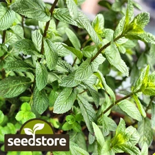 Peppermint Seeds | Heirloom / Non-GMO | Free Shipping | Herb Seeds | 1169