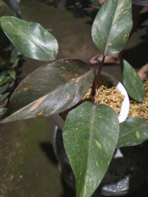 Philodendron Orange Princess Variegated Marble Real Picture Rare Plant