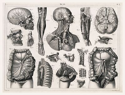 11490.Poster print.Decorative.Art decoration.Human anatomy.Doctor office