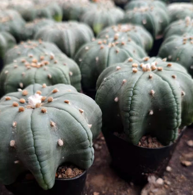 Astrophytum asterias star shap cactus Succulent plants Home Garden Bonsai 6-8CM