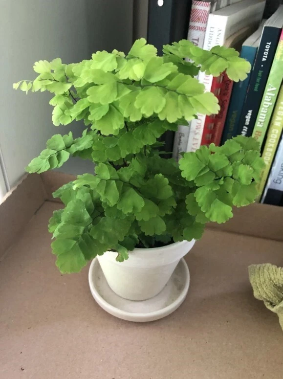 Pacific Maidenhair Fern - 3 Inch Pot - Adiantum Monocolor Fern - Image 2 of 4