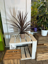 Cordyline Australis Red Star 70-90cm exotische Palmlilie winterhart pflegeleicht