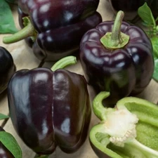 50+ Organic Purple Beauty Sweet Bell Pepper |  Violet Belle Wonder Seed for 2025