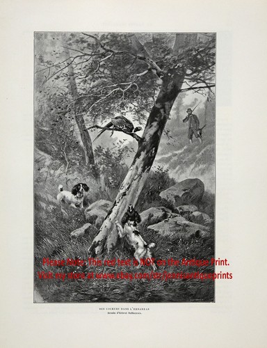 Dog Cocker Spaniel Treed a Pheasant Hunting, Large 1901 Antique Print - Imagen 5 de 5