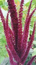Amaranthus cruentus | Blood Amaranth | 100 Seeds