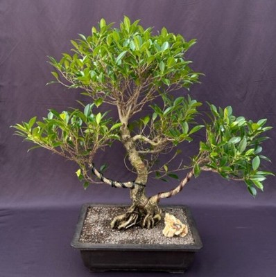 Ficus Retusa Bonsai Tree Live Indoor Banyan Fig Curved Trunk&Tired Branching 26''