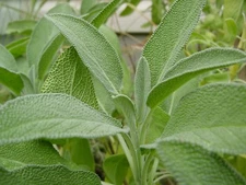 Broadleaf Sage, Salvia Officinalis, NON-GMO, Variety Sizes, FREE SHIPPING