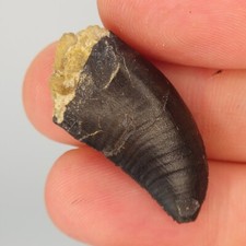 Allosaurus 1.16 Tooth Fossil - Personal Dig - Morrison Fm - Big Horn Co Wy Allosaurus 1.16 Tooth Fossil - Personal Dig - Morrison Fm - Big Horn Co Wy