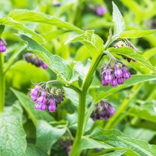 80+ Symphytum Officinale Comfrey Seeds Heirloom Non-GMO Herb for Home Garden