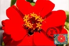 Dr Jim Stamps 2011 Garden Of Love Red Flower First Day Issue Photo Paper Card