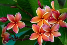 Frangipani Absolute (Plumeria) 100% Essential Oil, High Quality Pure Undiluted