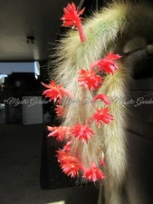 Hildewintera Monkey Tail Cactus Succulent Plant 2 Rooted Tip Cuts w/New growth