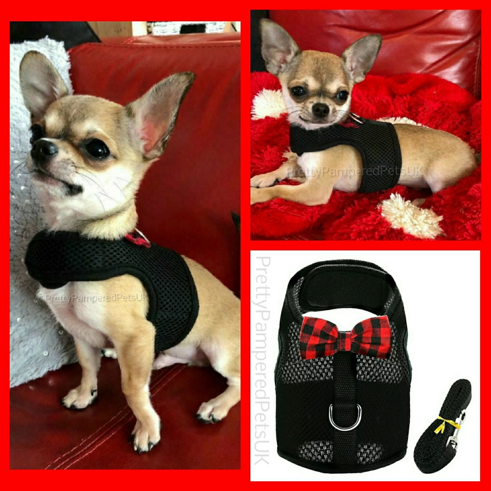 XXXXS XXXS XXS XS SMALL Puppy Dog Chihuahua Teacup Kitten Cat Harness