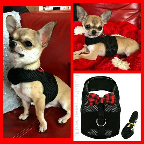 XXXXS XXXS XXS XS SMALL Puppy Dog Chihuahua Teacup Kitten Cat Harness