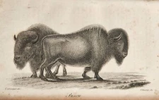 GODMAN American Natural History 1831