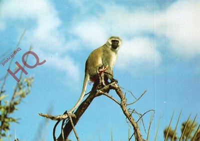 Ansichtskarte:;Vervet Affe