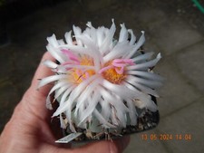 Echinocactus horizonthalonius CH-485 v.subikii