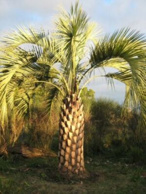 Butia Odorata (Capitata) Hardy Jelly Palm Tree - 5 Sementes