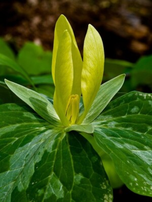 #ad #ad Yellow Trillium Trillium luteum Bulbs $22.99
