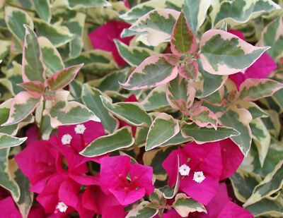 Bougainvillea - 'Raspberry Ice'