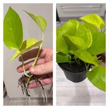 Epipremnum aureum ‘Neon’ Bare Root – Easy, Vibrant Green Indoor Plant | Pothos