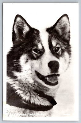 #ad Postcard Famous Alaska Husky Working Dog Animal Portrait Photo Card $12.95