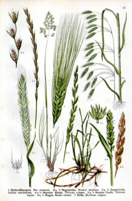 1909 WILLKOMM CHROMOLITHOGRAPH bluegrass, poison darnel, rye, wheat, barley, ...