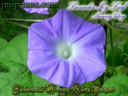 Lavender Ivy Leaf Ipomoea Hederacea Morning Glory 6 Qty - Picture 3 of 6