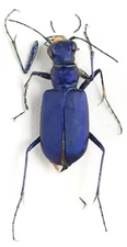 Carabidae, Cicindelinae Cicindela coerulea E Kazakhstan