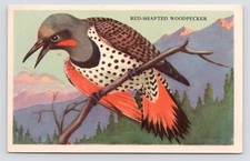 c1940s Loma Linda Foods Cereal Red Shafted Woodpecker Vtg Advertising Trade Card