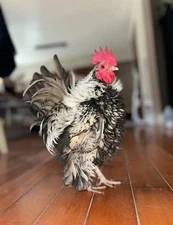 6+ Fertile Serama Chicken Hatching Eggs - FRIZZLE!