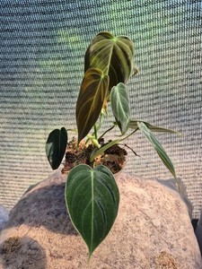 Philodendron Melanochrysum | eBay
