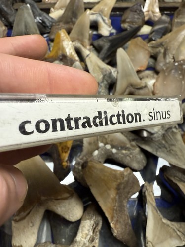 1992 CONTRADICTIONS SINUS DEMO ROCK CASSETTE RARE UNDERGROUND - Imagen 3 de 6