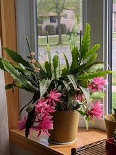 6 Pieces - German Empress Epiphyllum Orchid Cactus Cuttings - 7-10" Long