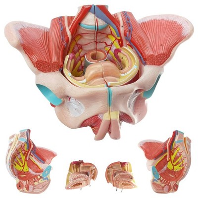 Life Size Human Female Pelvis Model with Pelvic Floor Muscles, Vessels Nerves...