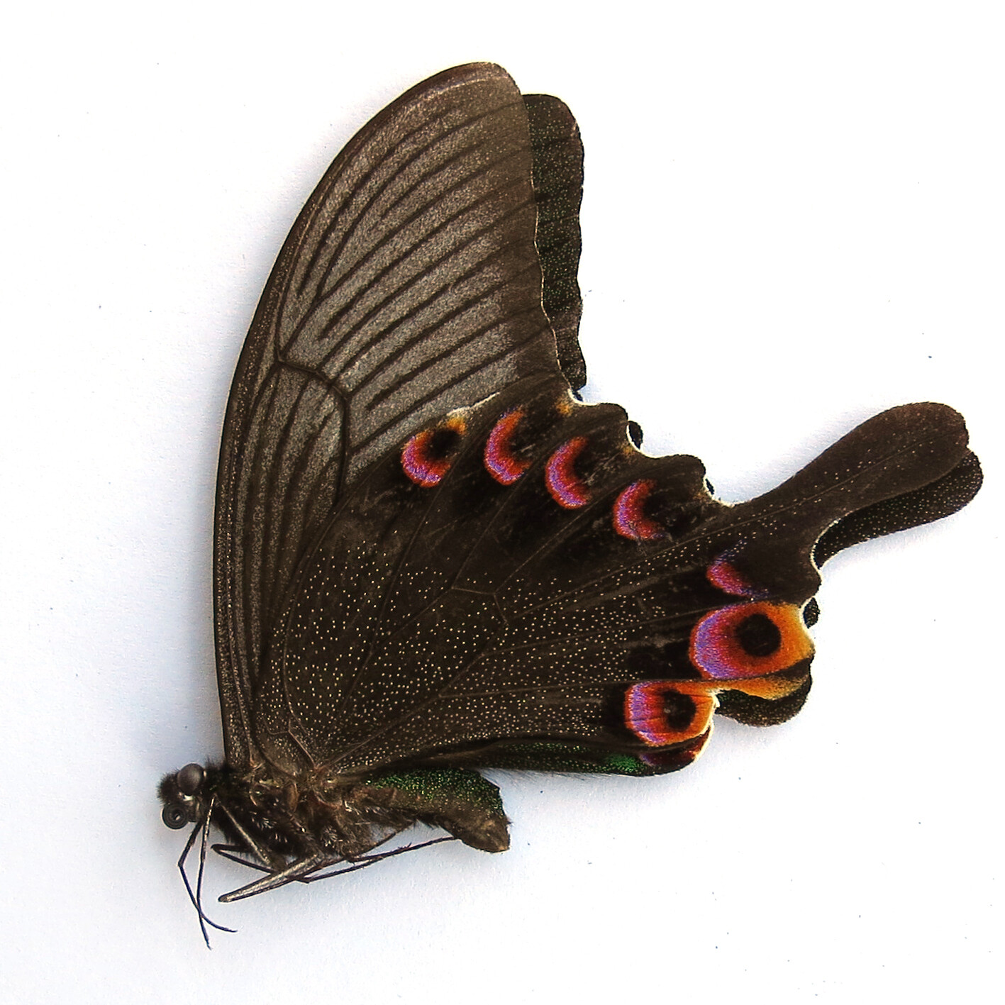 unmounted butterfly papilionidae Papilio arcturus arcturulus CHINA 2