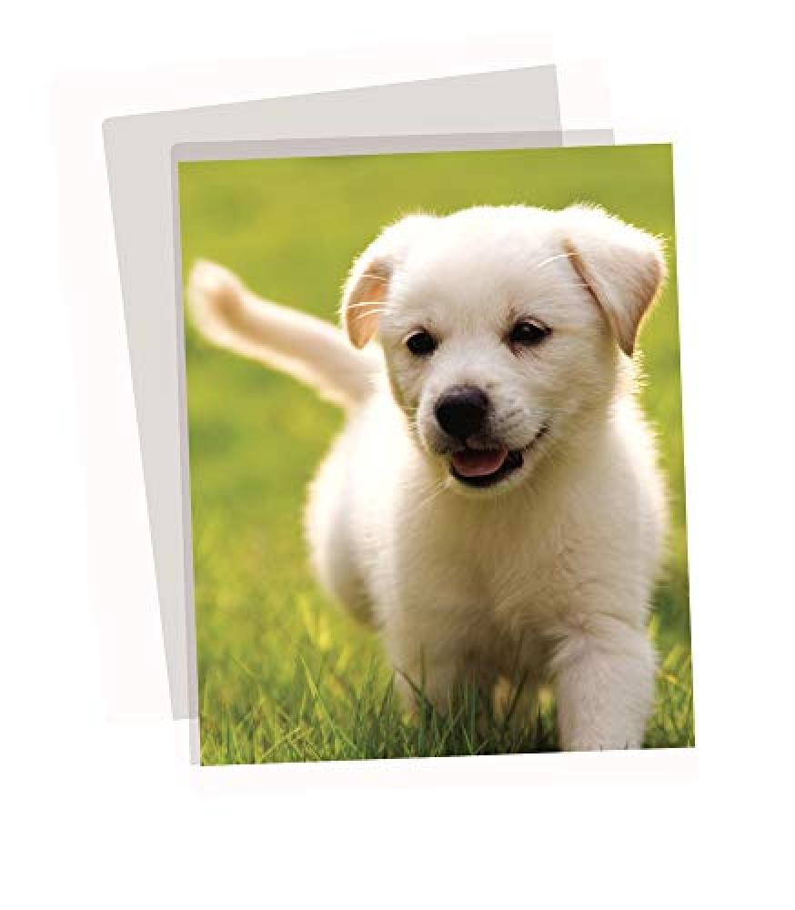 (TG. A3) Fellowes 6003401 Pouches a Finitura Lucida Apex, Formato A3, 125 Micron