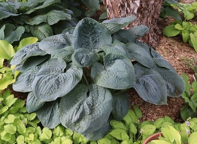 Hosta Bluebigwa 5.25'' Pot Well Rooted Perennial Shade Plant