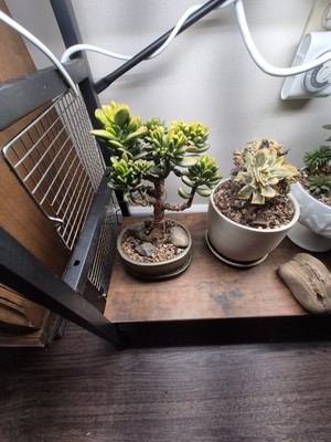 Golem Jade Bonsai In Pot  (Whole Setup, 3×5in Pot)