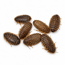 Live Dubia Roaches Reptile Feeder Insects Multiple Sizes NutriCricket